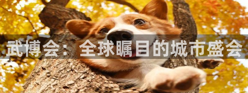 果博注册充值怎么退款：武博会：全球瞩目的城市盛会
