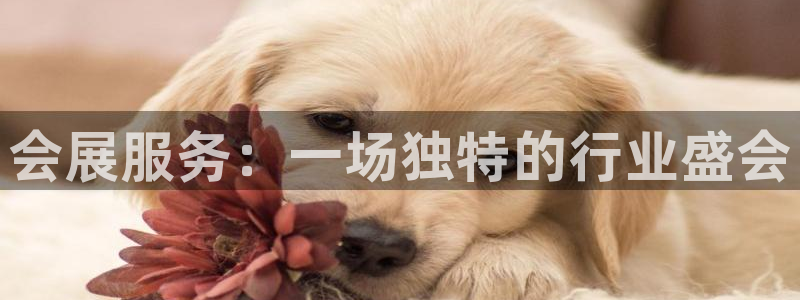 果博公司直属会员开户：会展服务：一场独特